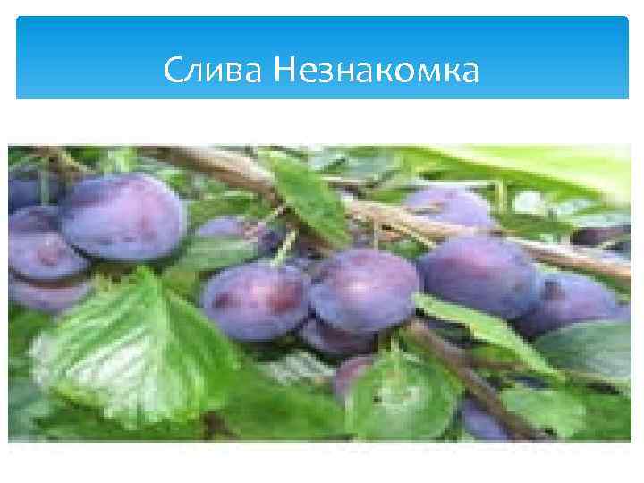 Слива Незнакомка 