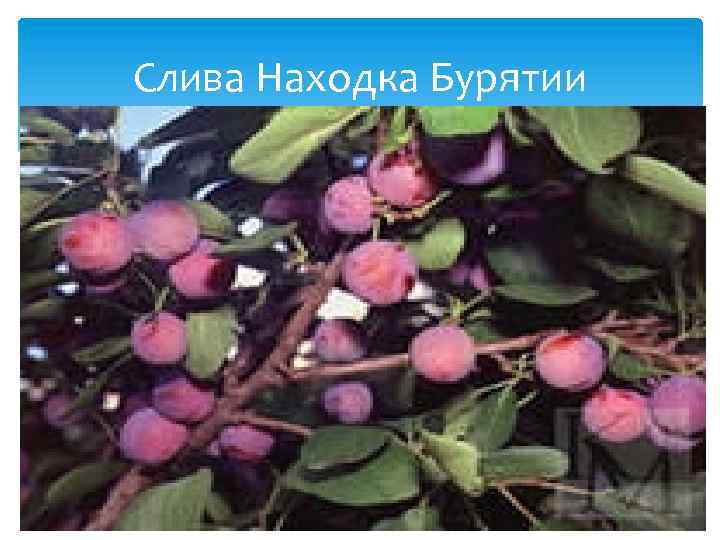 Слива Находка Бурятии 