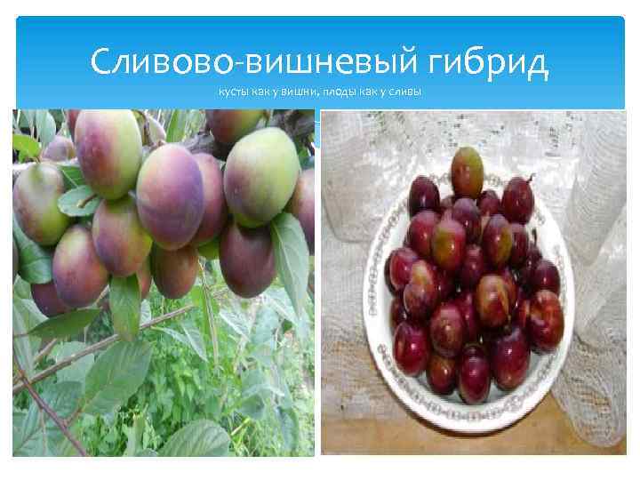 Сливово-вишневый гибрид кусты как у вишни, плоды как у сливы 