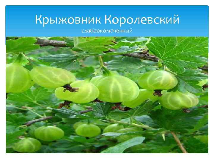 Крыжовник Королевский слабооколюченный 