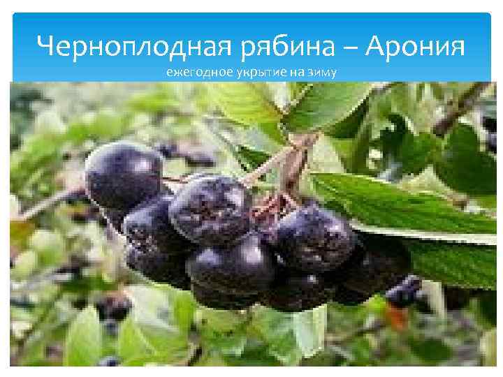 Черноплодная рябина – Арония ежегодное укрытие на зиму 