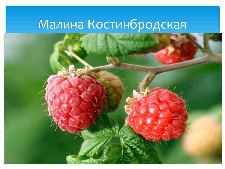 Малина Костинбродская 