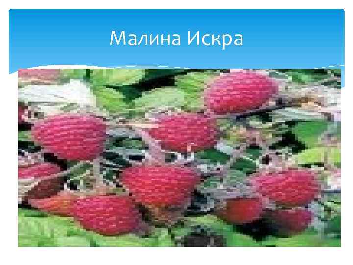 Малина Искра 