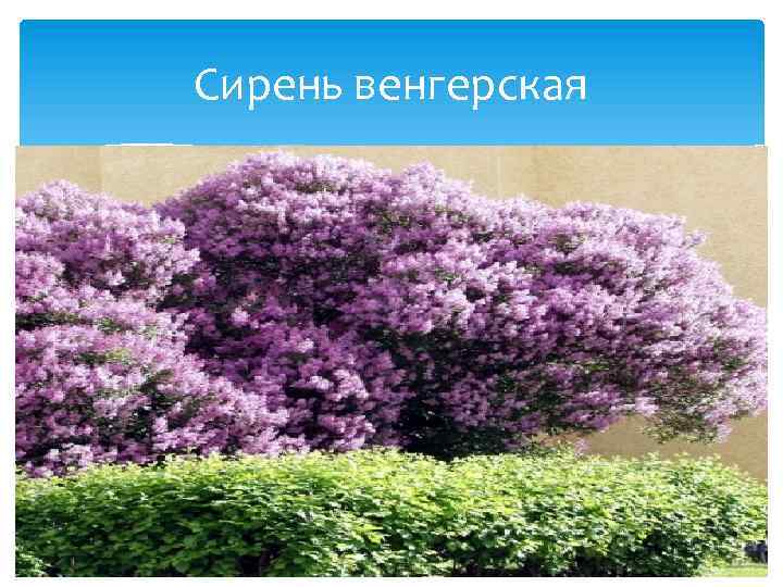 Сирень венгерская 