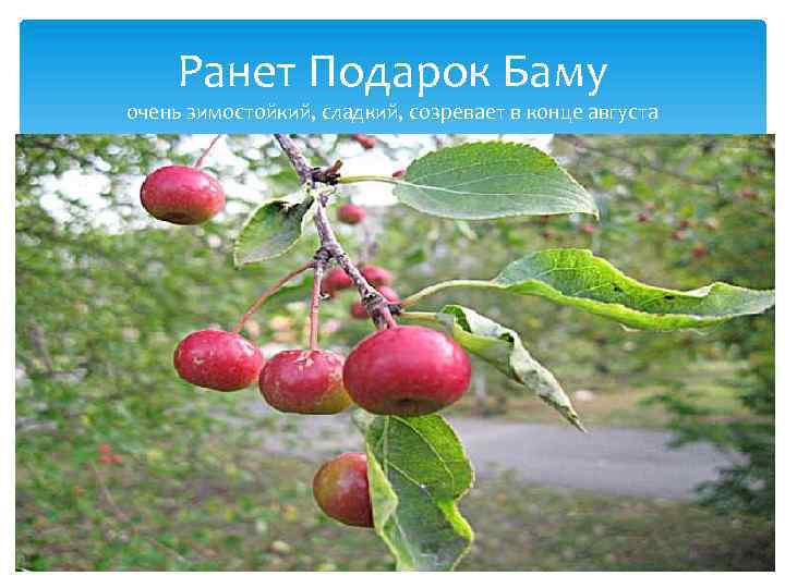 Ранет Подарок Баму очень зимостойкий, сладкий, созревает в конце августа 