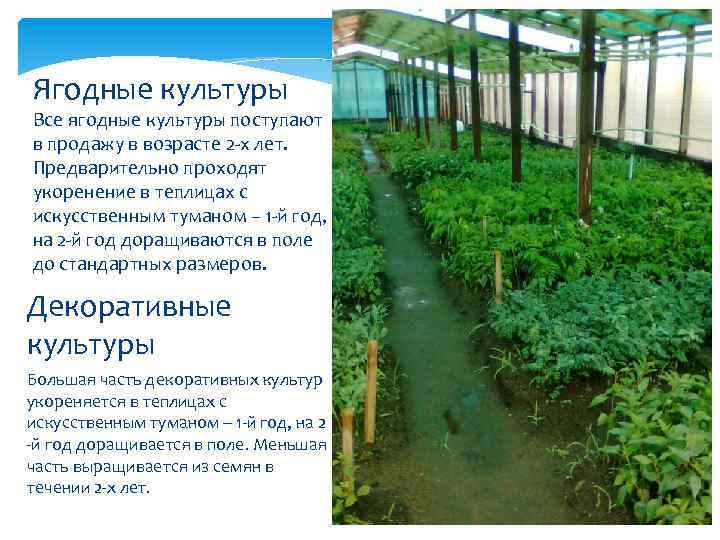 Ягодные культуры Все ягодные культуры поступают в продажу в возрасте 2 -х лет. Предварительно