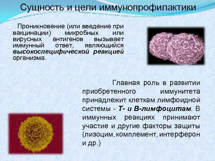 Сущность и цели иммунопрофилактики Проникновение (или введение при вакцинации) микробных или вирусных антигенов вызывает
