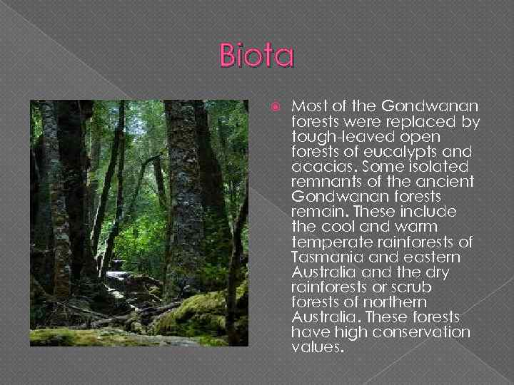 Biota Most of the Gondwanan forests were replaced by tough-leaved open forests of eucalypts