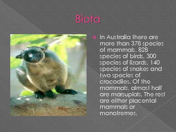 Biota In Australia there are more than 378 species of mammals, 828 species of