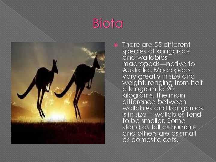 Biota There are 55 different species of kangaroos and wallabies— macropods—native to Australia. Macropods