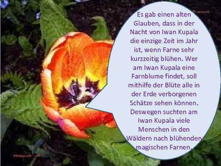 Es gab einen alten Glauben, dass in der Nacht von Iwan Kupala die einzige