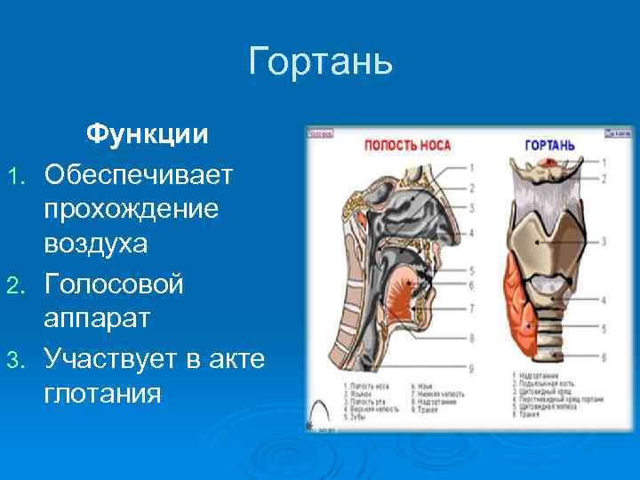 Гортань Функции 1. Обеспечивает прохождение воздуха 2. Голосовой аппарат 3. Участвует в акте глотания