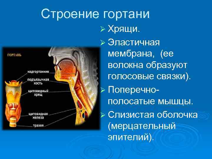 Строение гортани Ø Хрящи. Ø Эластичная мембрана, (ее волокна образуют голосовые связки). Ø Поперечнополосатые