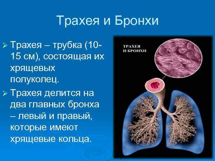 Трахея и Бронхи Ø Трахея – трубка (10 - 15 см), состоящая их хрящевых