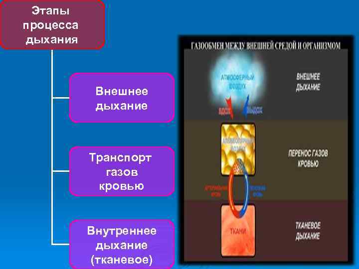 Этапы процесса дыхания Внешнее дыхание Транспорт газов кровью Внутреннее дыхание (тканевое) 