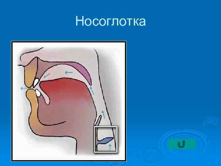 Носоглотка 