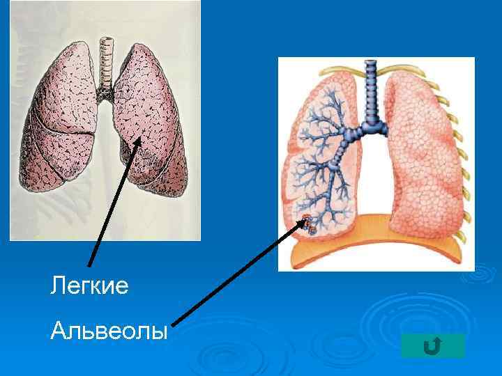 Легкие Альвеолы 