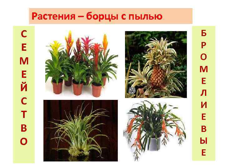 Растения – борцы с пылью С Е М Е Й С Т В О