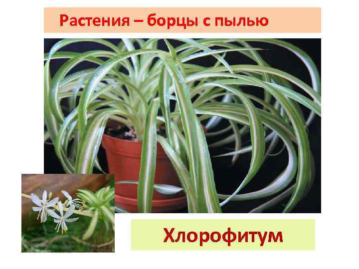 Растения – борцы с пылью Хлорофитум 