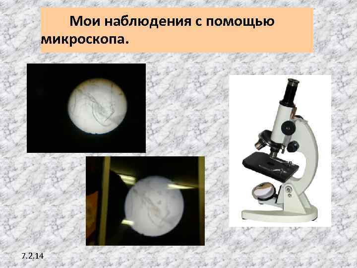 Мои наблюдения с помощью микроскопа. 7. 2. 14 
