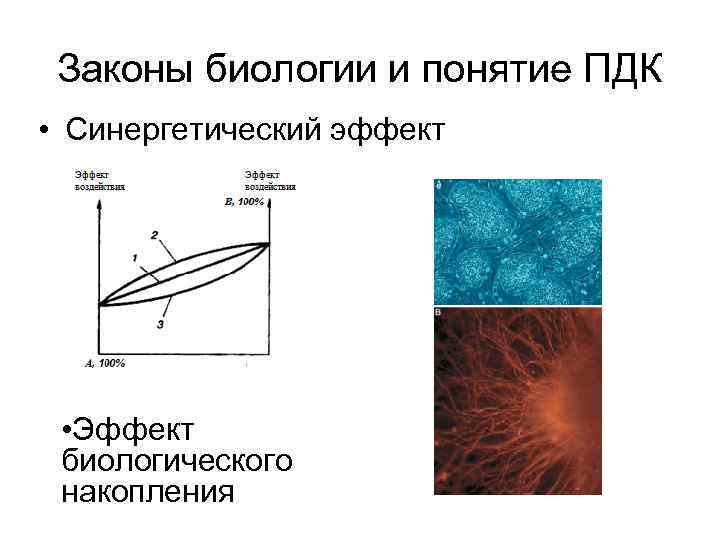 Законы биологии и понятие ПДК • Синергетический эффект • Эффект биологического накопления 