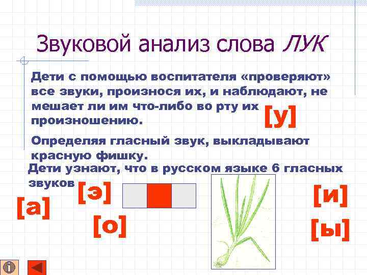 Звуковой анализ слова ЛУК Дети с помощью воспитателя «проверяют» все звуки, произнося их, и