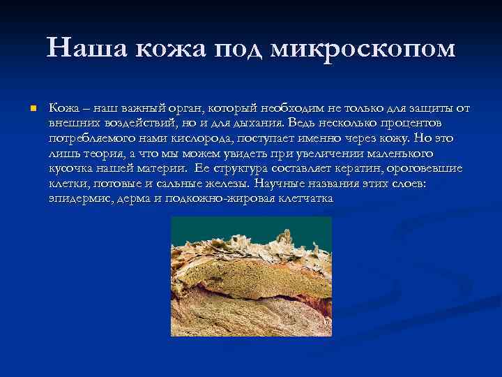 Наша кожа под микроскопом n Кожа – наш важный орган, который необходим не только