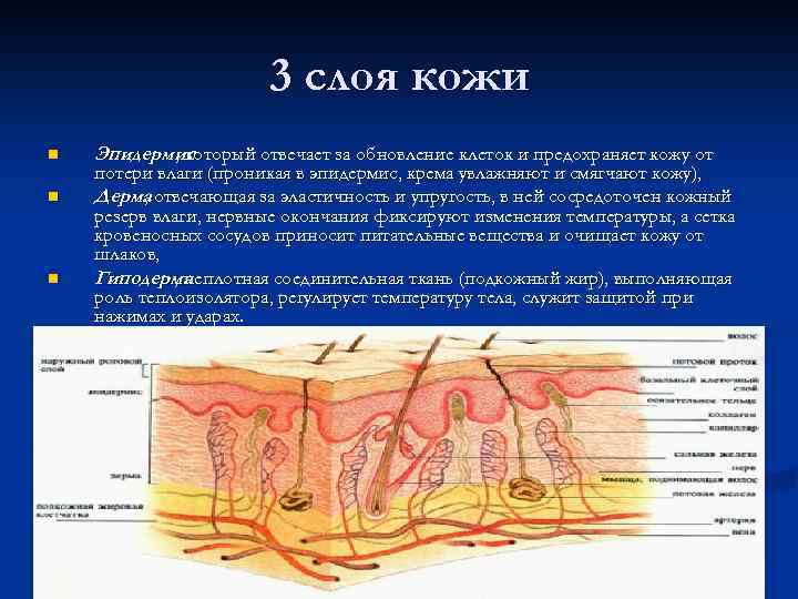 3 слоя кожи n n n Эпидермис , который отвечает за обновление клеток и