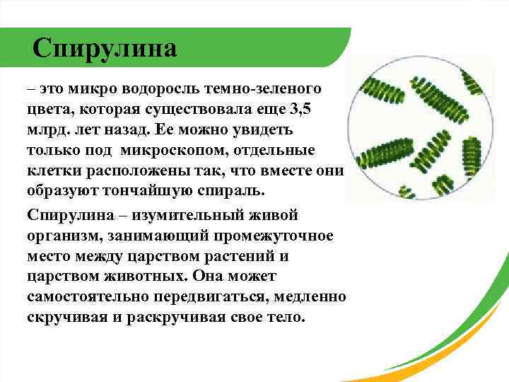 Спирулина – это микро водоросль темно-зеленого цвета, которая существовала еще 3, 5 млрд. лет