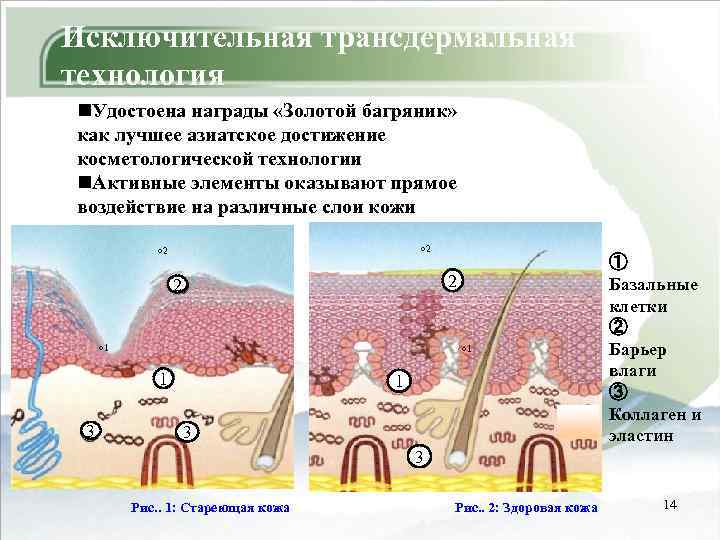 Исключительная трансдермальная технология n. Удостоена награды «Золотой багряник» как лучшее азиатское достижение косметологической технологии