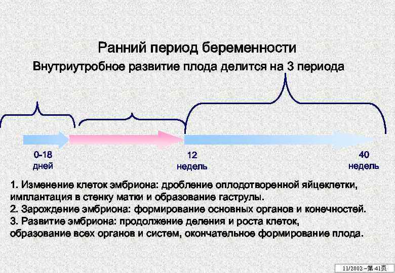 Ранний период беременности Внутриутробное развитие плода делится на 3 периода 0 -18 дней 12