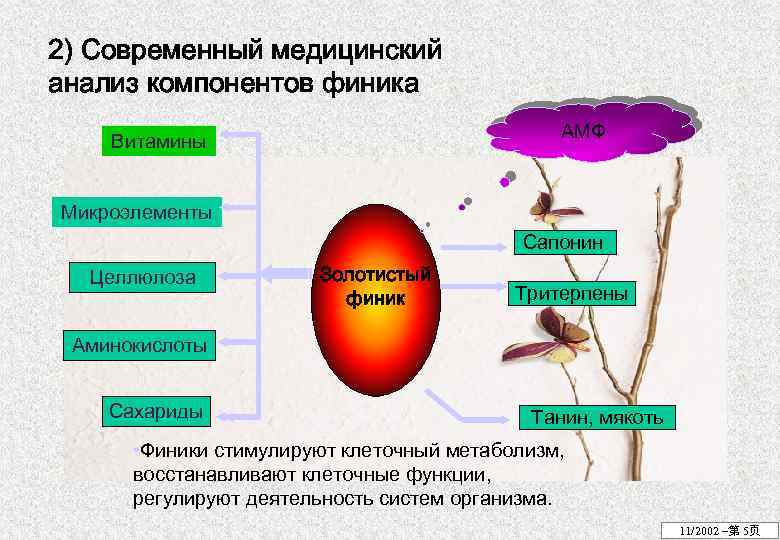 2) Современный медицинский анализ компонентов финика АМФ Витамины Микроэлементы Сапонин Целлюлоза Аминокислоты Сахариды Золотистый