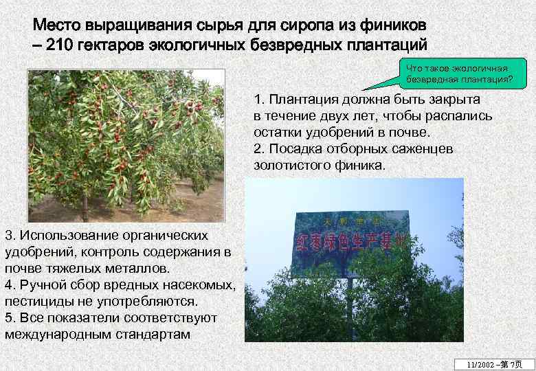 Место выращивания сырья для сиропа из фиников – 210 гектаров экологичных безвредных плантаций Что