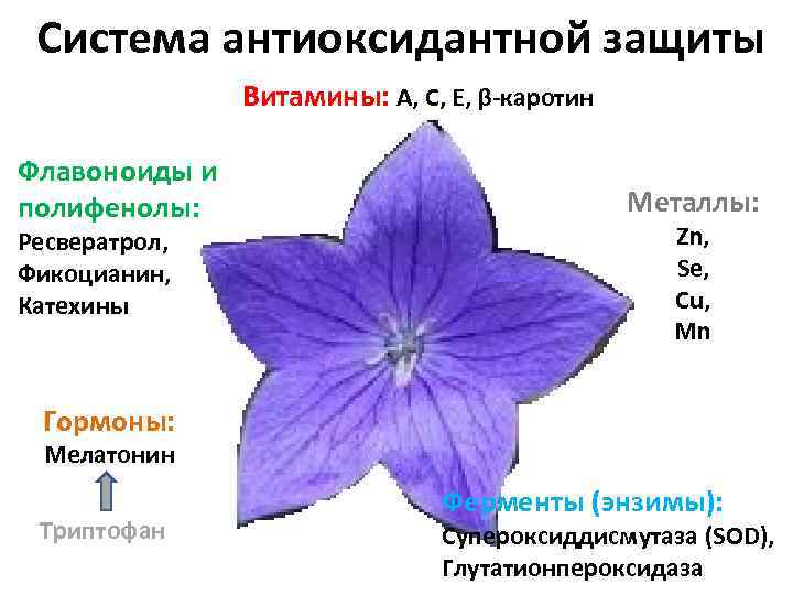 Система антиоксидантной защиты Витамины: A, C, E, β-каротин Флавоноиды и полифенолы: Ресвератрол, Фикоцианин, Катехины