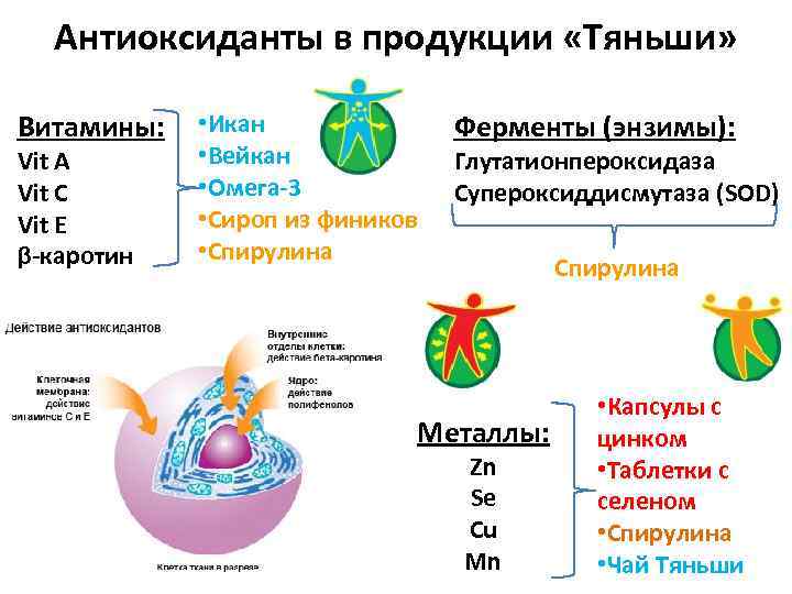 Антиоксиданты в продукции «Тяньши» Витамины: Vit A Vit C Vit E β-каротин • Икан