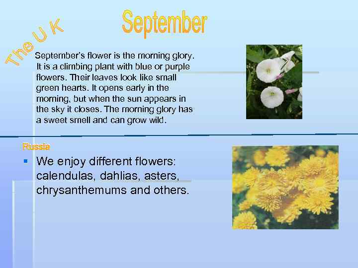 September’s flower is the morning glory. It is a climbing plant with blue or