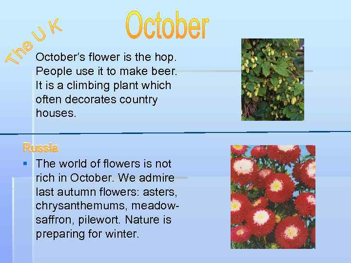 October’s flower is the hop. People use it to make beer. It is a