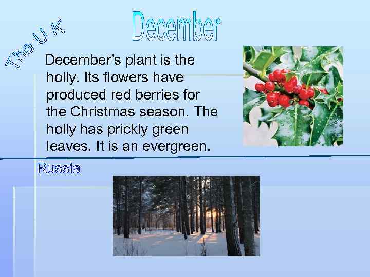 December’s plant is the holly. Its flowers have produced red berries for the Christmas