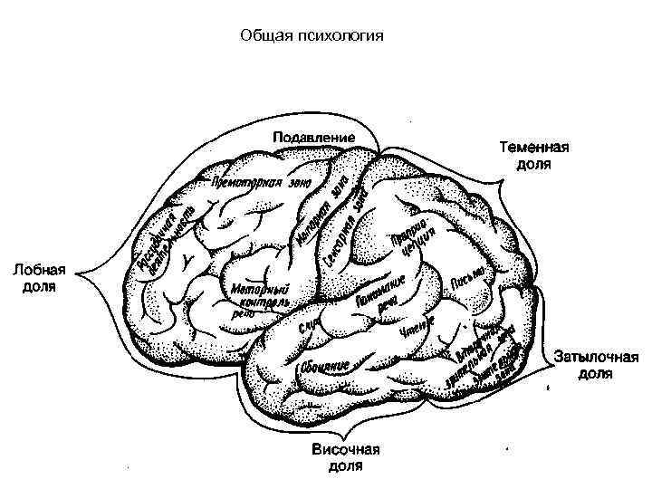 Общая психология 