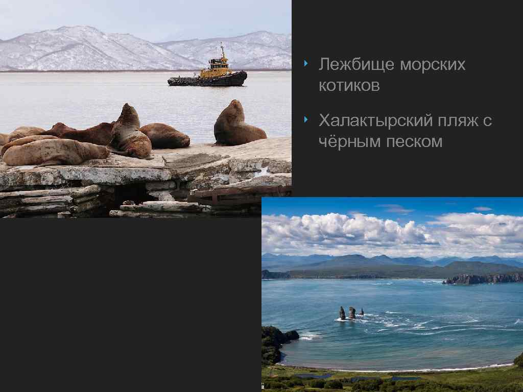 ‣ Лежбище морских котиков ‣ Халактырский пляж с чёрным песком 