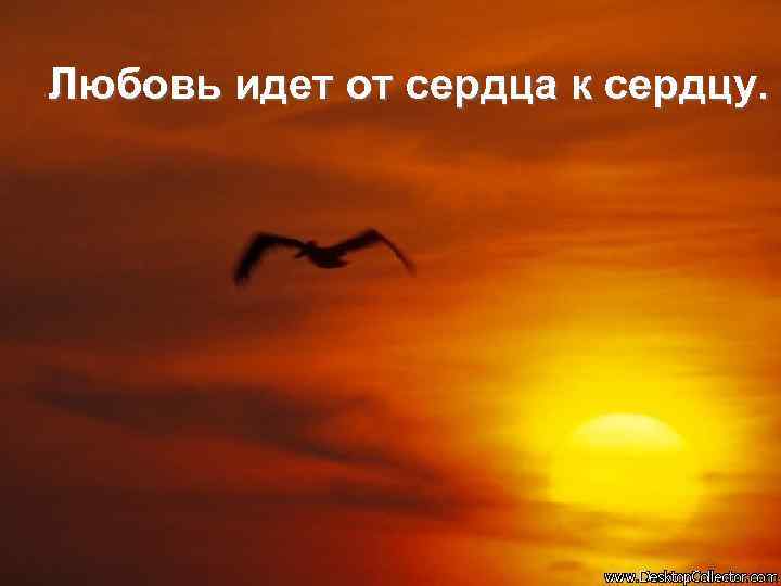 Любовь идет от сердца к сердцу. 