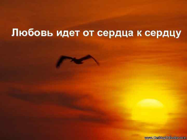 Любовь идет от сердца к сердцу 
