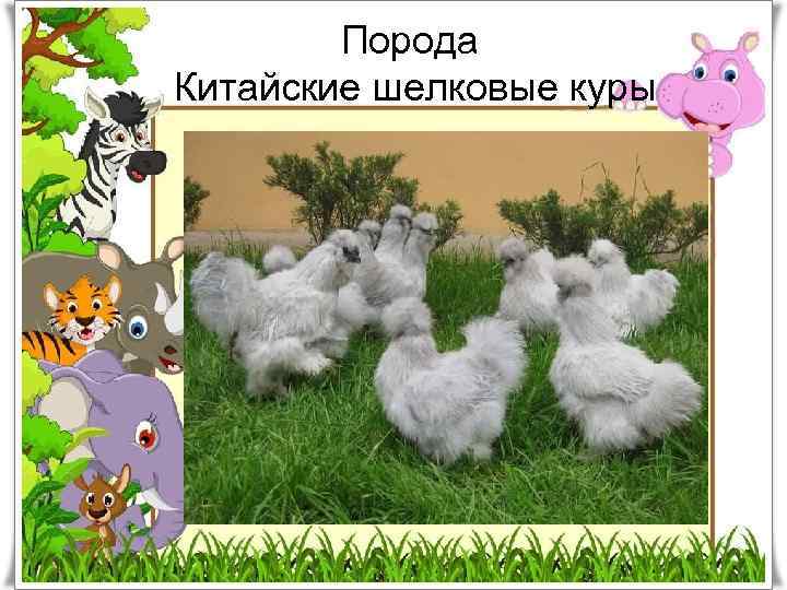 Порода Китайские шелковые куры. . 