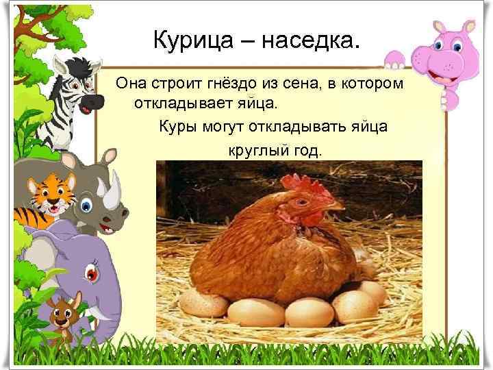 Курица – наседка. Она строит гнёздо из сена, в котором откладывает яйца. Куры могут