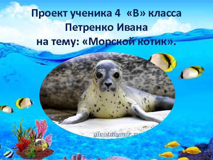 Проект ученика 4 «В» класса Петренко Ивана на тему: «Морской котик» . 