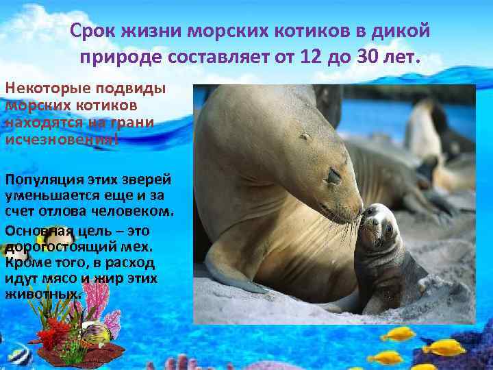 Срок жизни морских котиков в дикой природе составляет от 12 до 30 лет. Некоторые