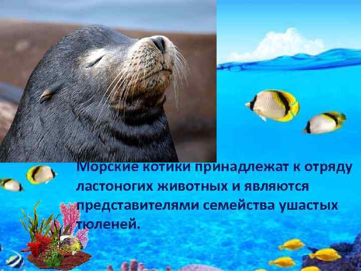 Морские котики принадлежат к отряду ластоногих животных и являются представителями семейства ушастых тюленей. 