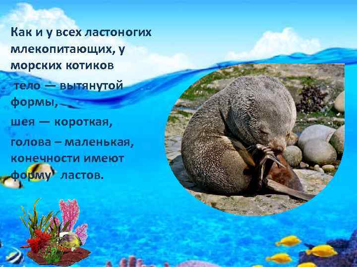 Как и у всех ластоногих млекопитающих, у морских котиков тело — вытянутой формы, шея