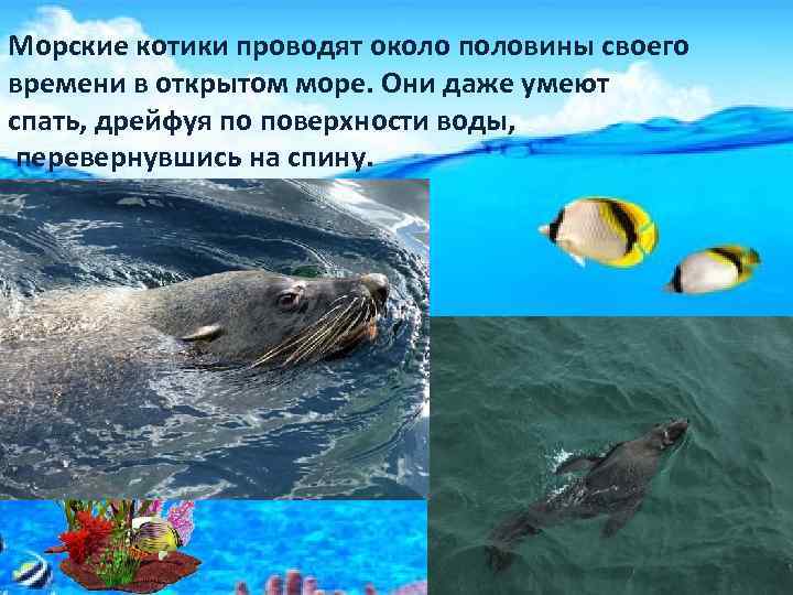 Морские котики проводят около половины своего времени в открытом море. Они даже умеют спать,