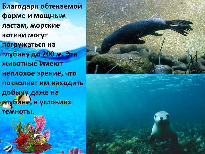 Благодаря обтекаемой форме и мощным ластам, морские котики могут погружаться на глубину до 200